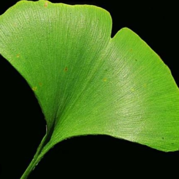 Vintage 1980s Bombay ginkgo leaf platter tray dish 12” x 18” - Picture 5 of 12